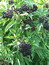 Sambucus ebulus, Zwerg-Holunder, Färbepflanze Sambucus ebulus, Zwerg-Holunder, Färbepflanze, Färberpflanze, Pflanzenfarben, färben, Klostergarten Seligenstadt